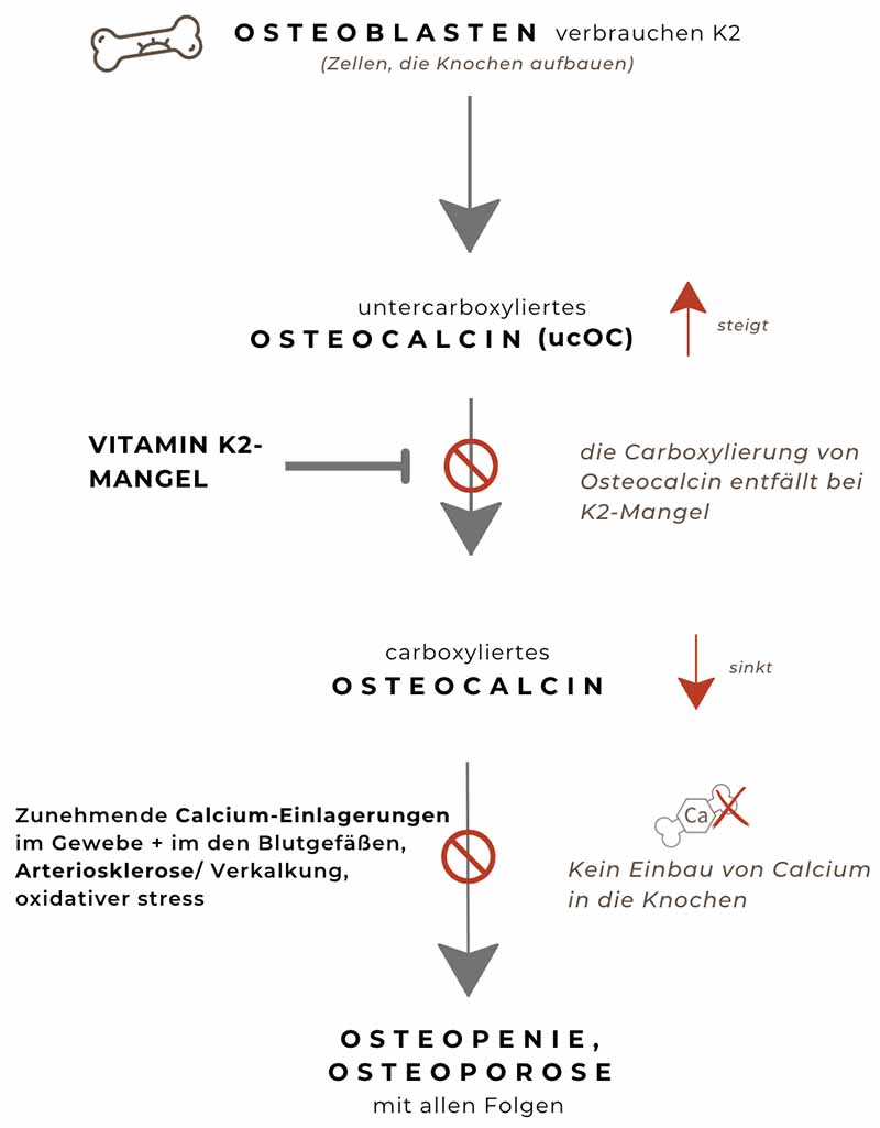 pathway von Vitamin D bis hin zur Osteoporose